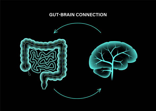 Gut Brain Connection - Enhance Mood And Mental Health